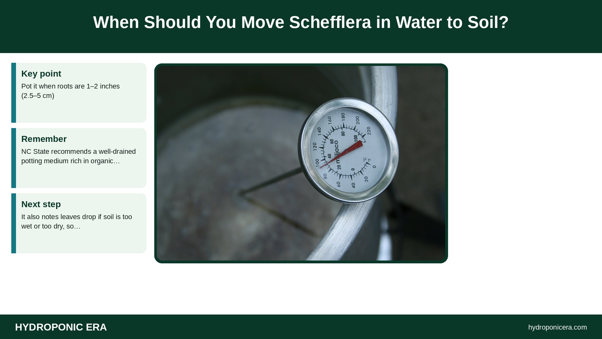 schefflera in water — When Should You Move Schefflera in Water to Soil?