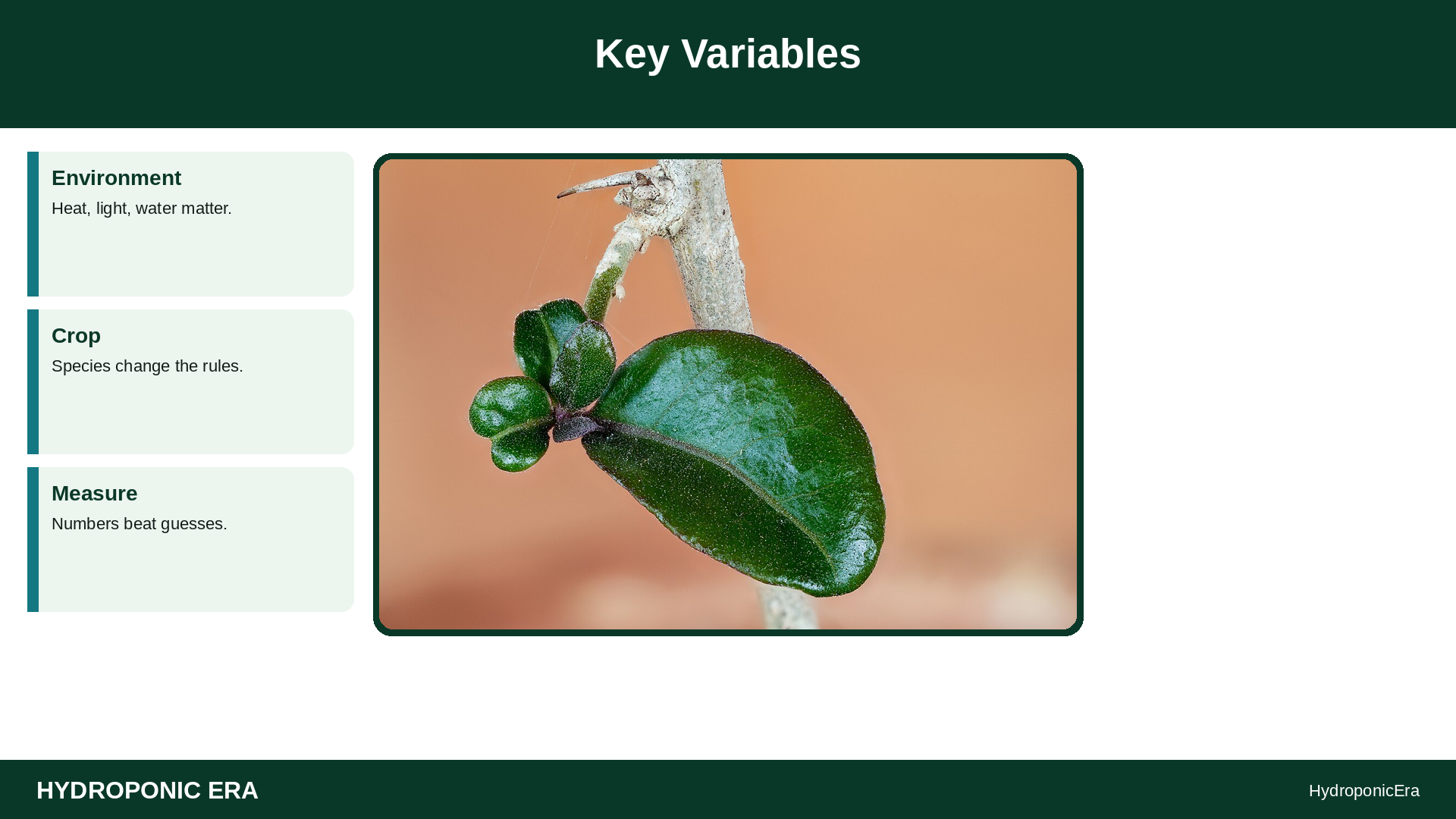 seed vs clone cuttings home hydro — Key Variables