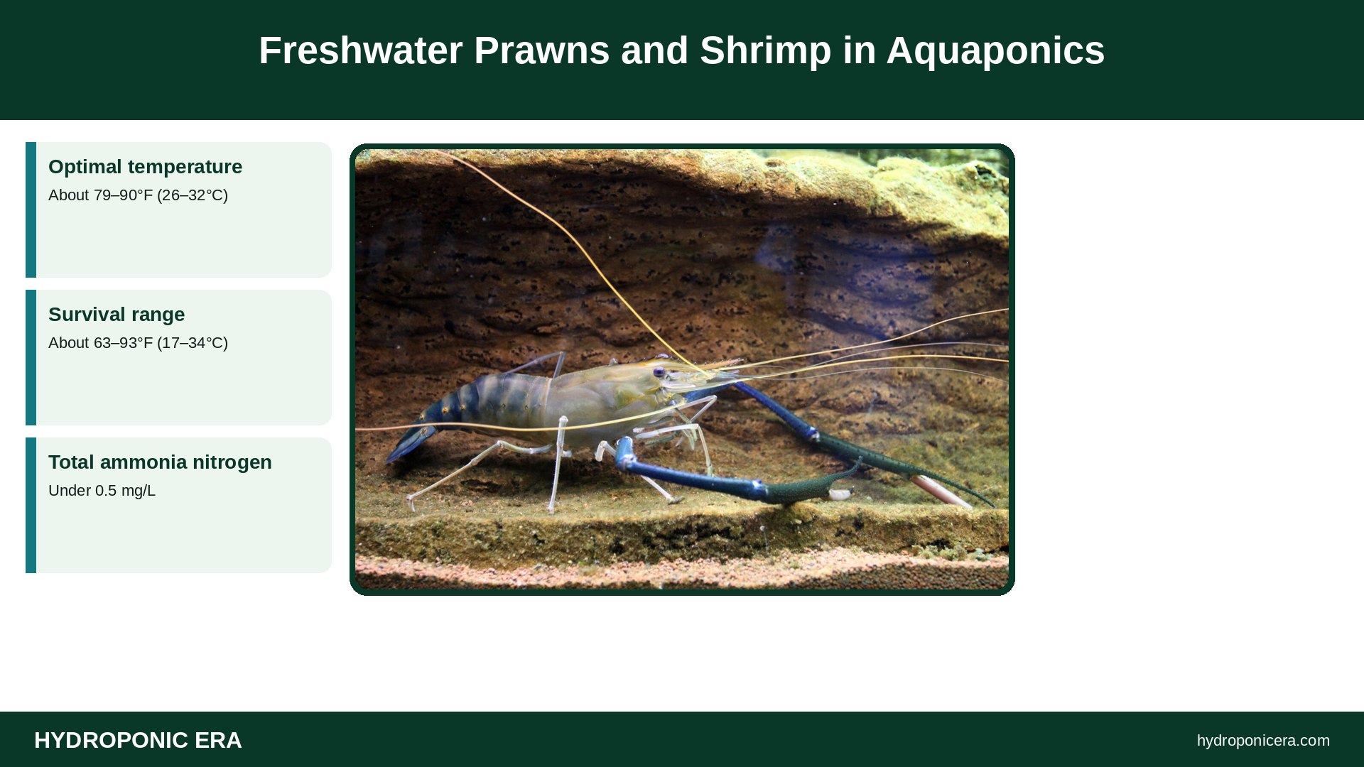 shrimp aquaponics — Freshwater Prawns and Shrimp in Aquaponics