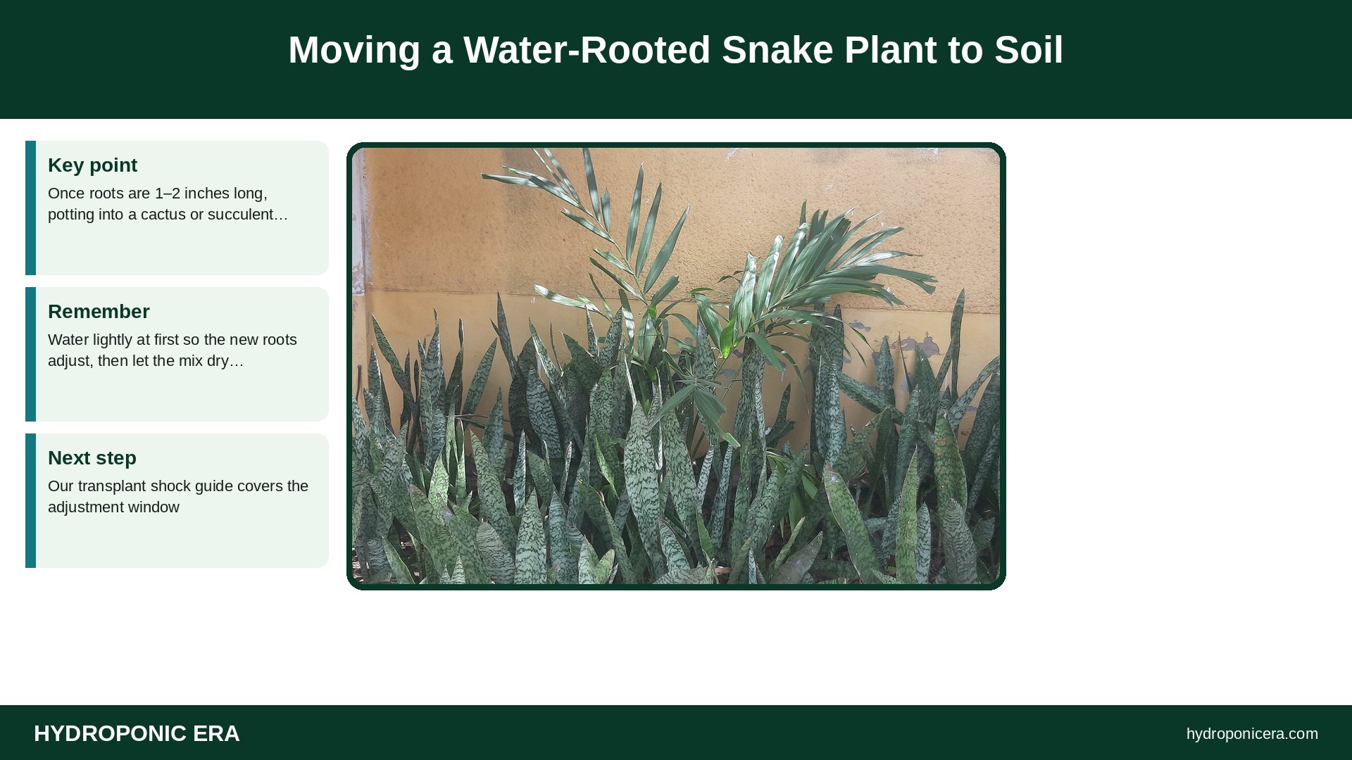 snake plant in water — Moving a Water-Rooted Snake Plant to Soil