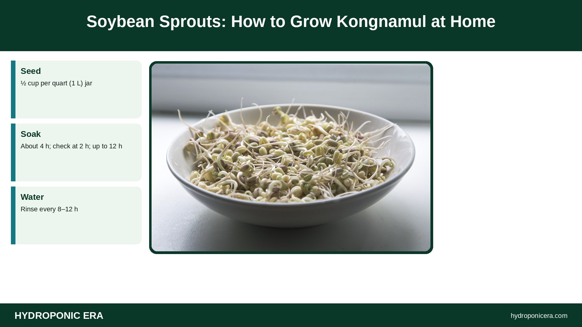soybean sprouts — Soybean Sprouts: How to Grow Kongnamul at Home