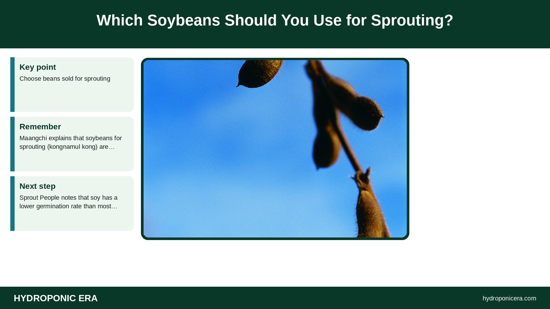 soybean sprouts — Which Soybeans Should You Use for Sprouting?