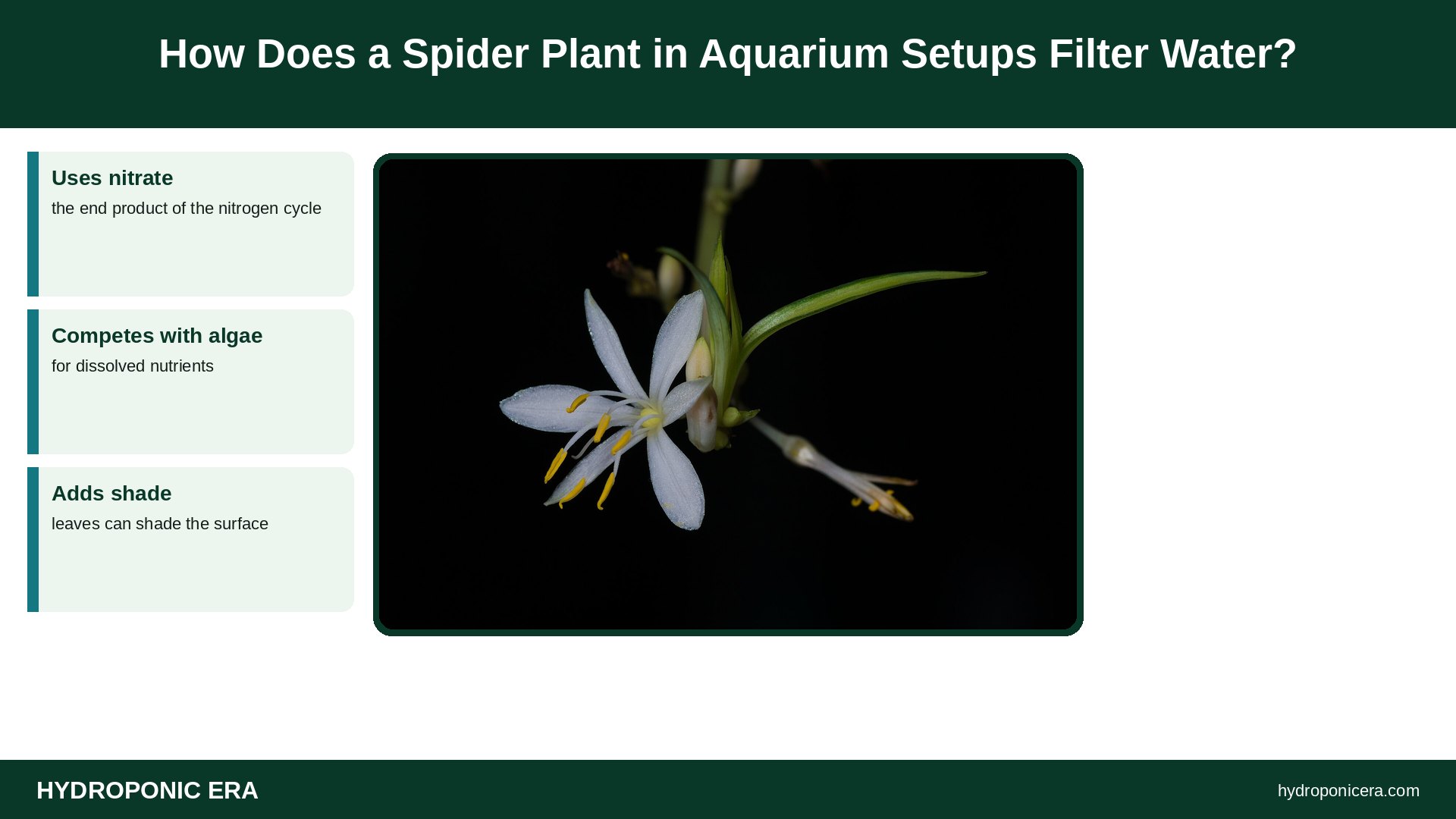 spider plant in aquarium — How Does a Spider Plant in Aquarium Setups Filter Water?