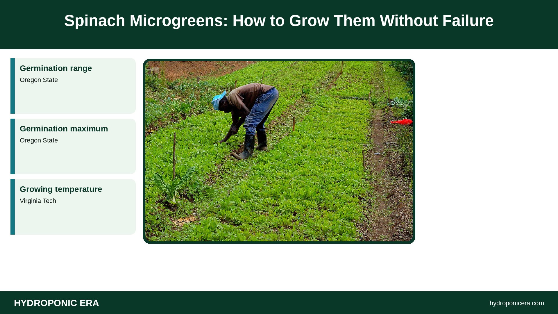 spinach microgreens — Spinach Microgreens: How to Grow Them Without Failure