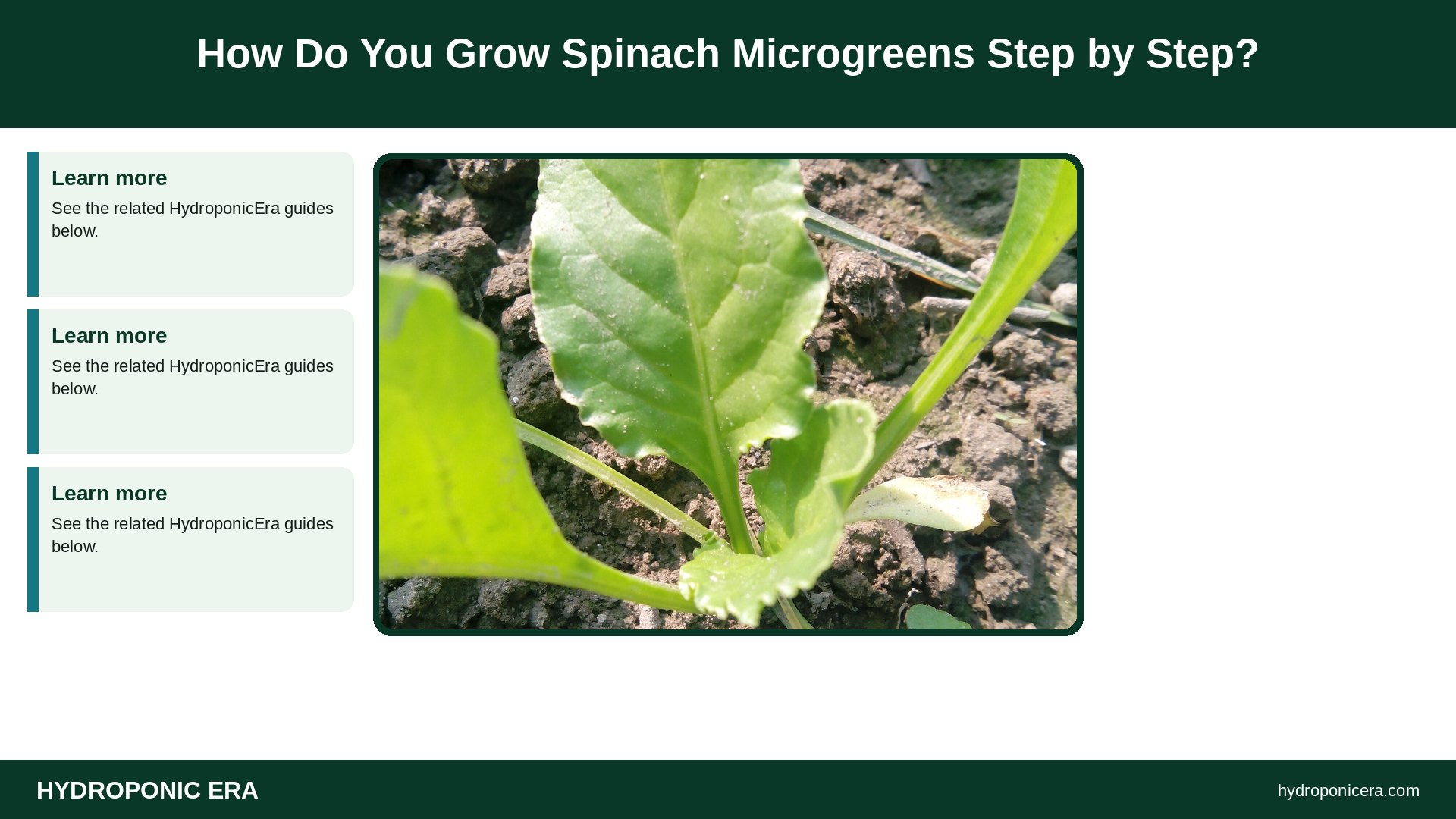 spinach microgreens — How Do You Grow Spinach Microgreens Step by Step?