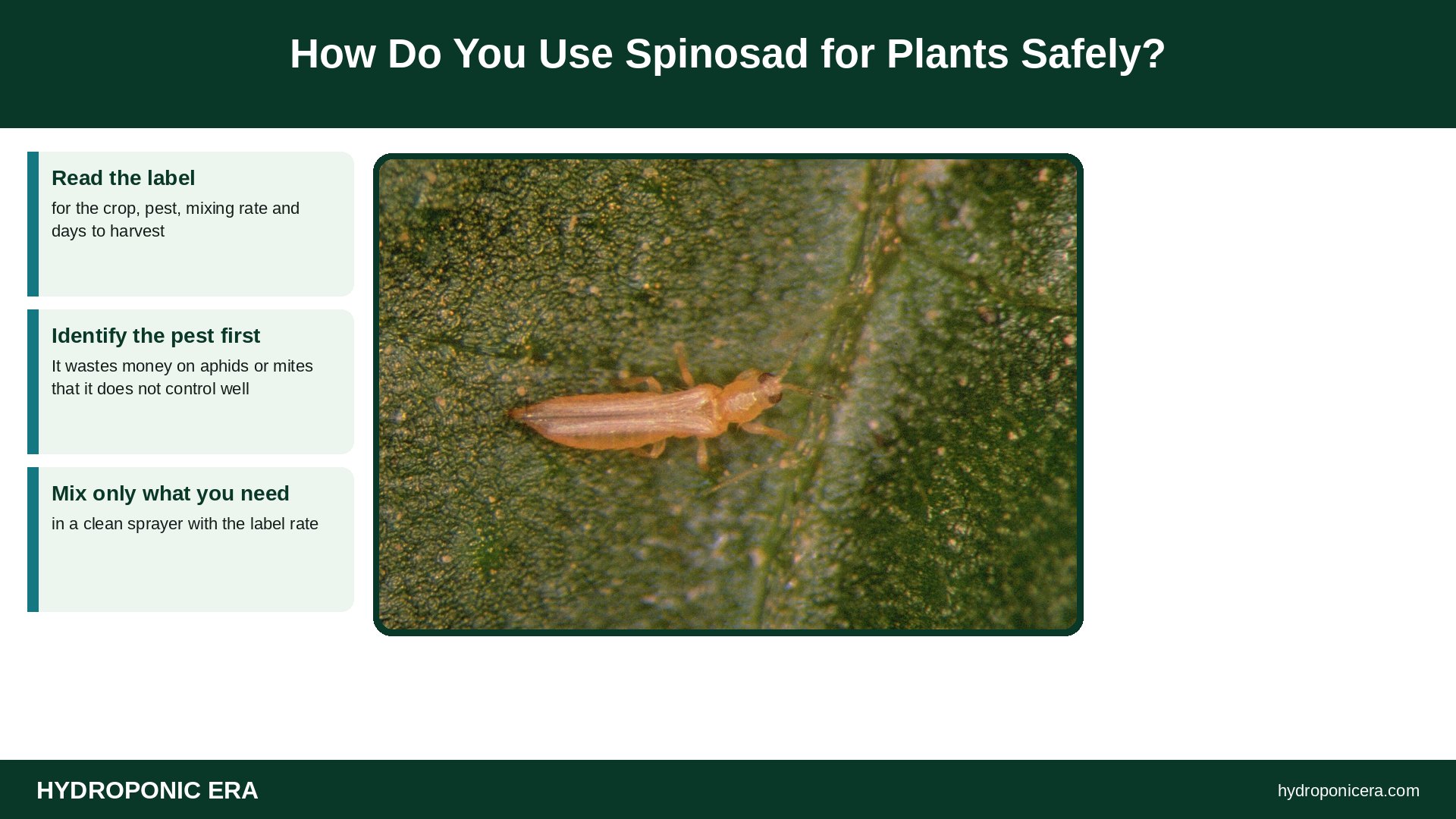 spinosad — How Do You Use Spinosad for Plants Safely?