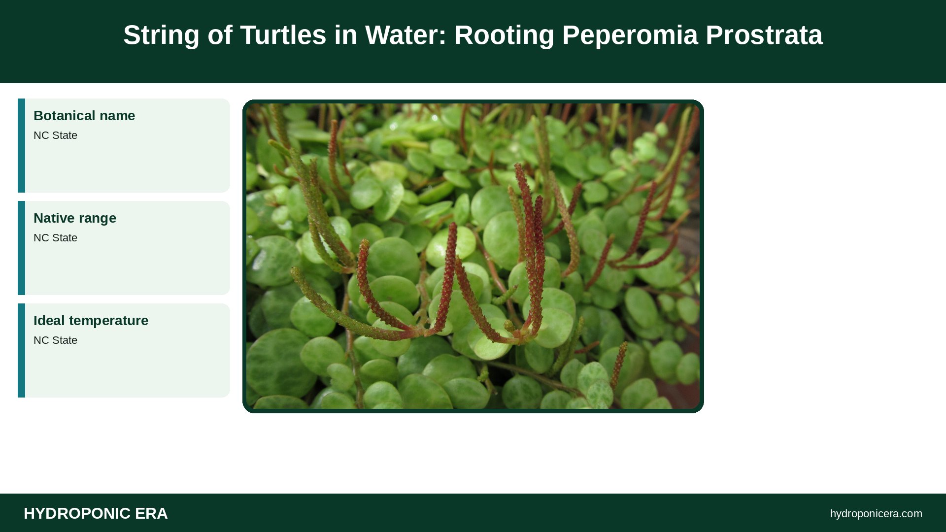 string of turtles in water — String of Turtles in Water: Rooting Peperomia Prostrata