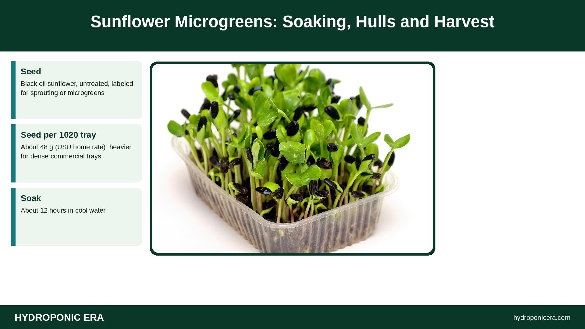 sunflower microgreens — Sunflower Microgreens: Soaking, Hulls and Harvest