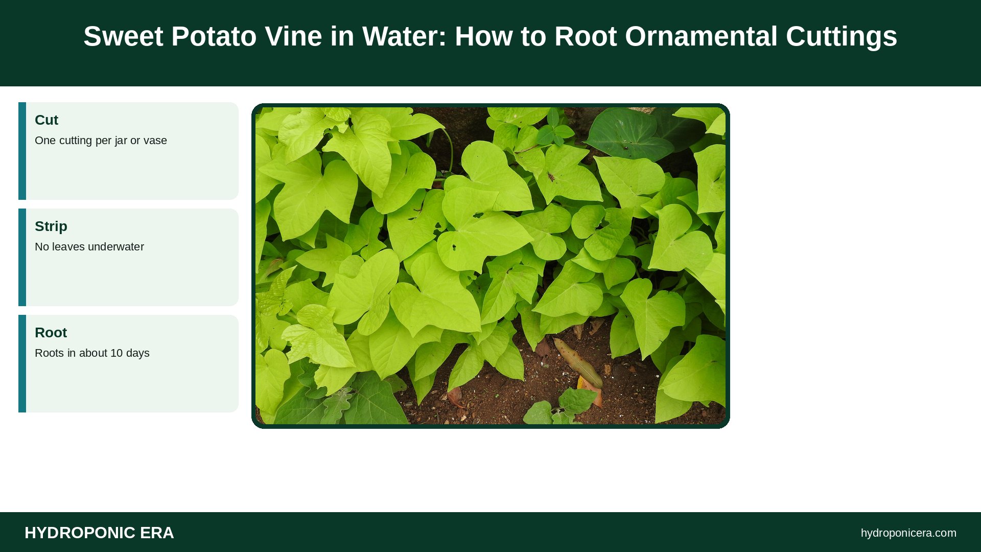 sweet potato vine in water — Sweet Potato Vine in Water: How to Root Ornamental Cuttings