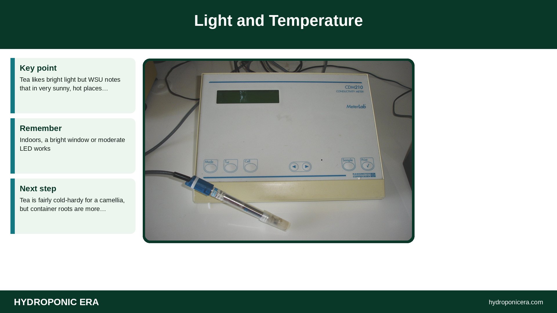 tea plant hydroponics — Light and Temperature