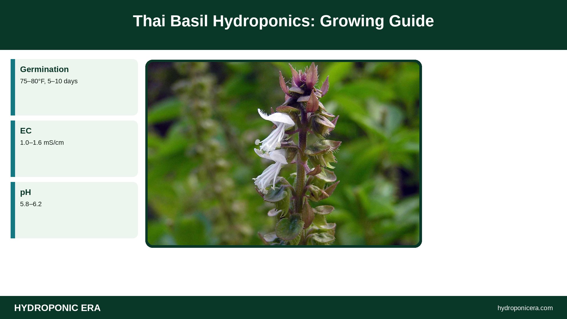 thai basil hydroponics — Thai Basil Hydroponics: Growing Guide