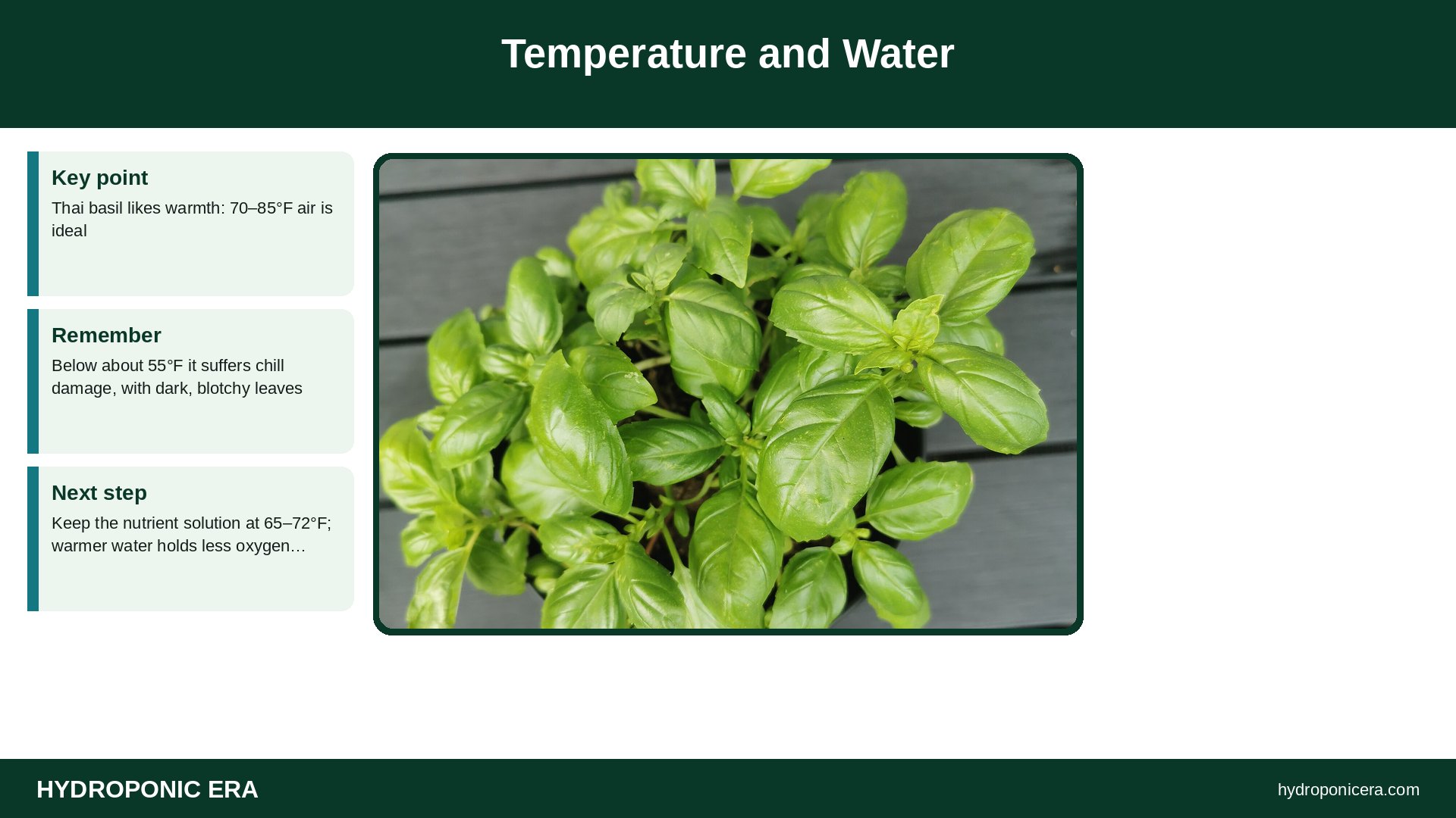 thai basil hydroponics — Temperature and Water