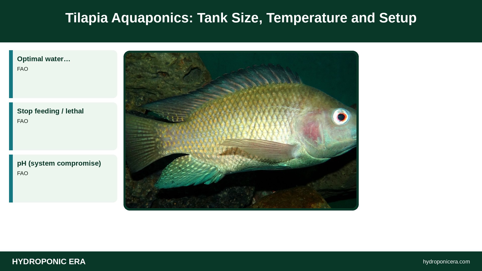 tilapia aquaponics — Tilapia Aquaponics: Tank Size, Temperature and Setup