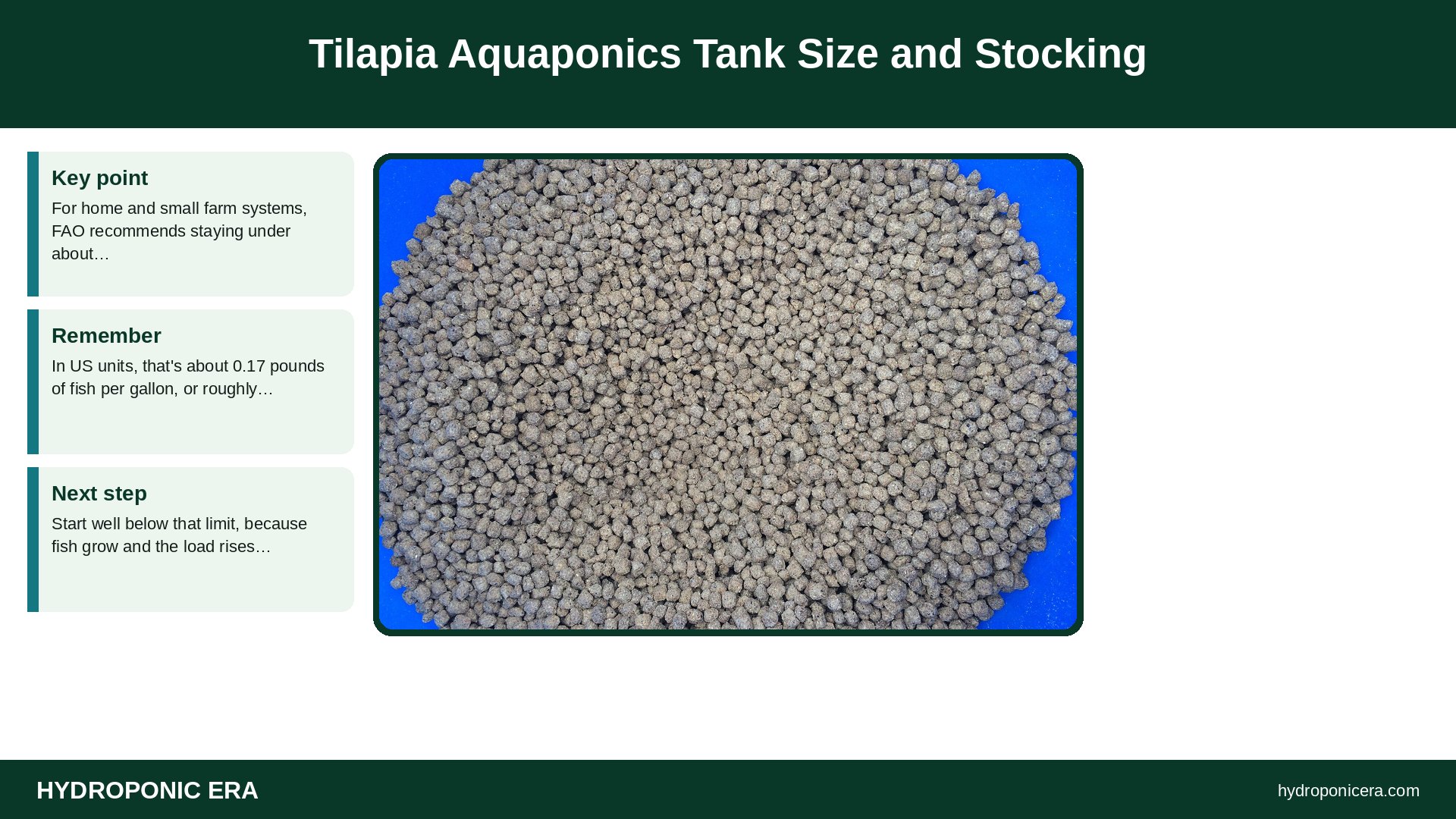 tilapia aquaponics — Tilapia Aquaponics Tank Size and Stocking