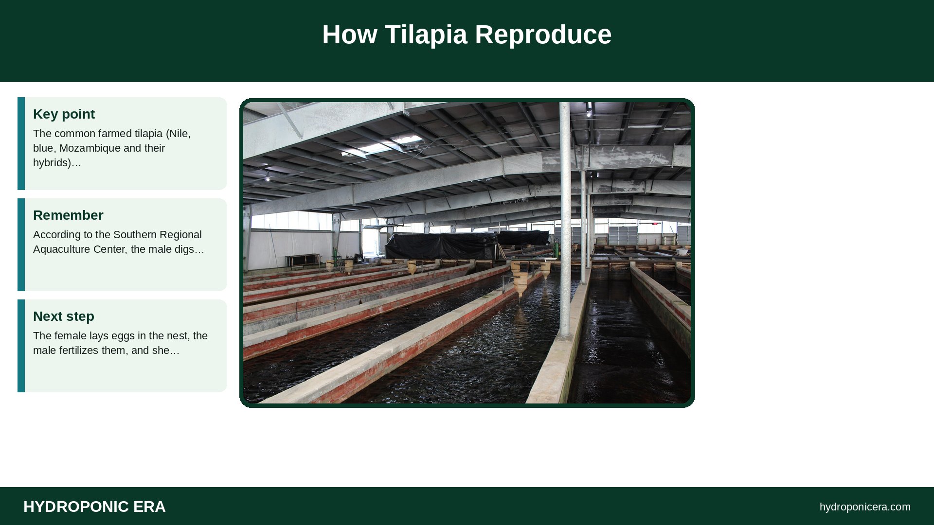 tilapia breeding — How Tilapia Reproduce