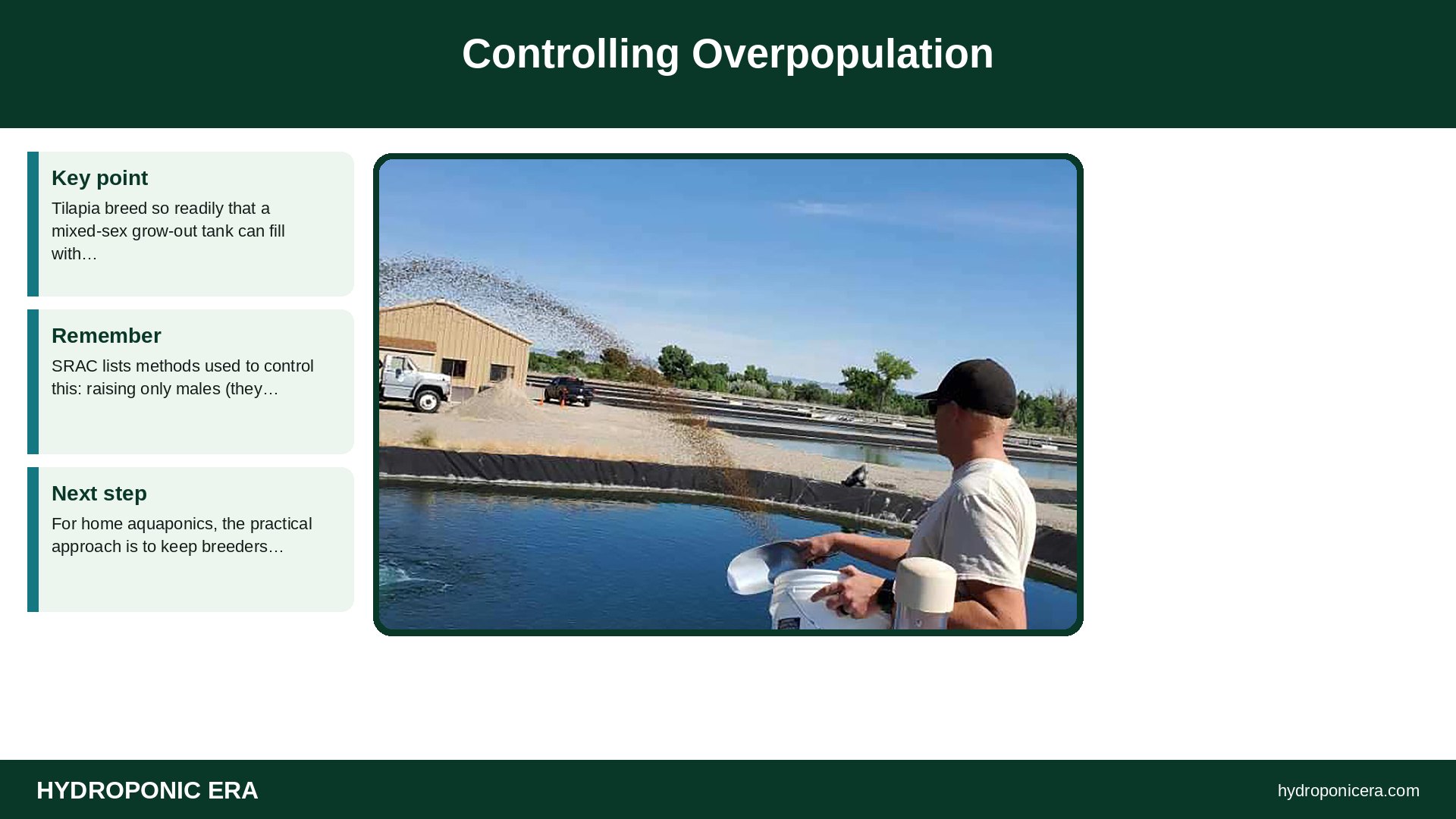 tilapia breeding — Controlling Overpopulation