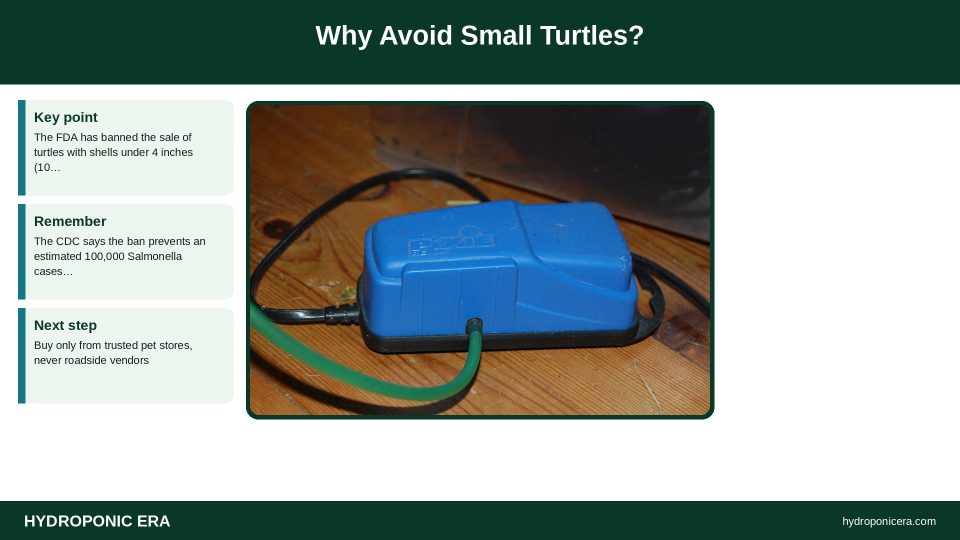 turtle aquaponics — Why Avoid Small Turtles?
