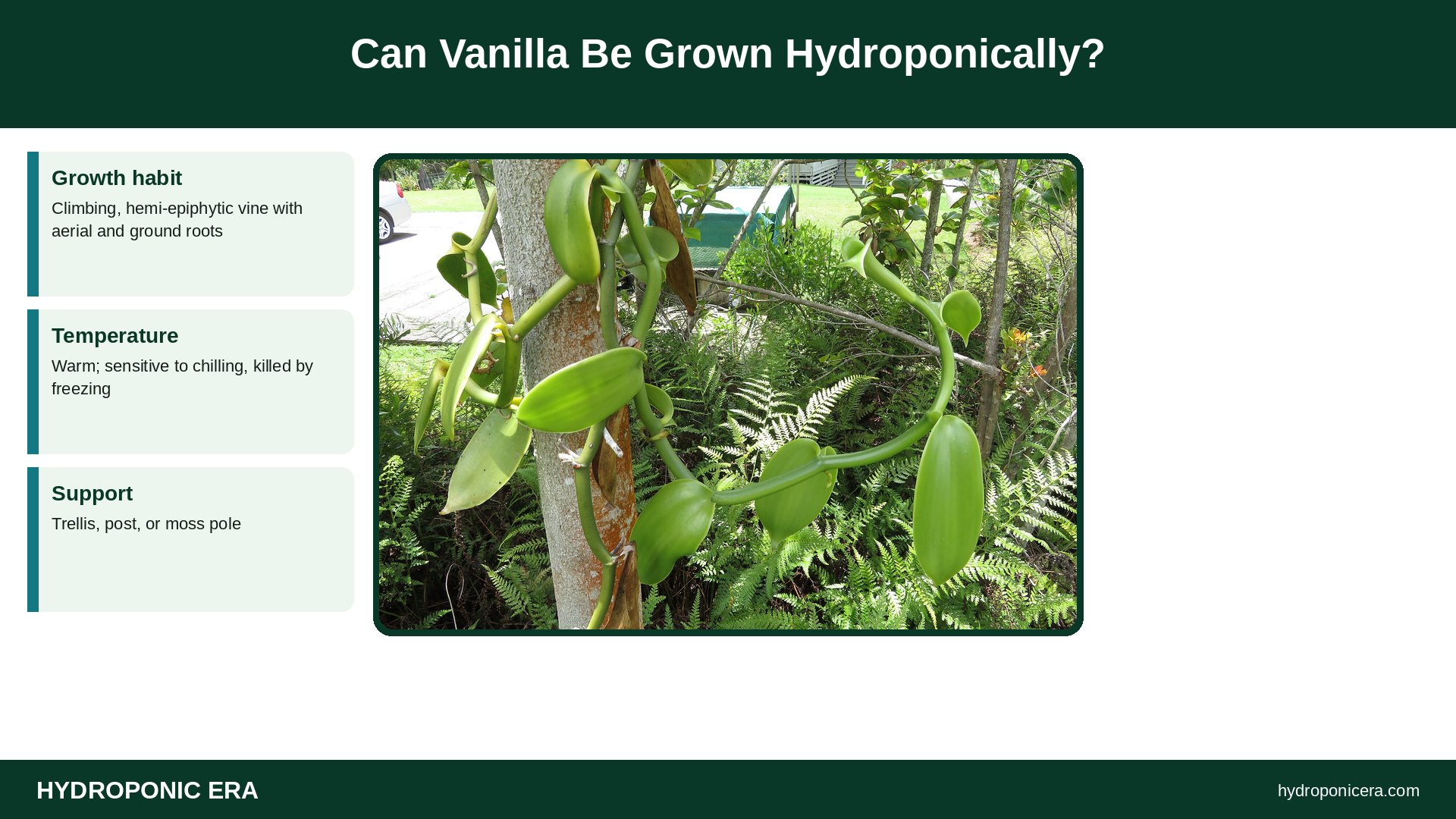 vanilla hydroponics — Can Vanilla Be Grown Hydroponically?