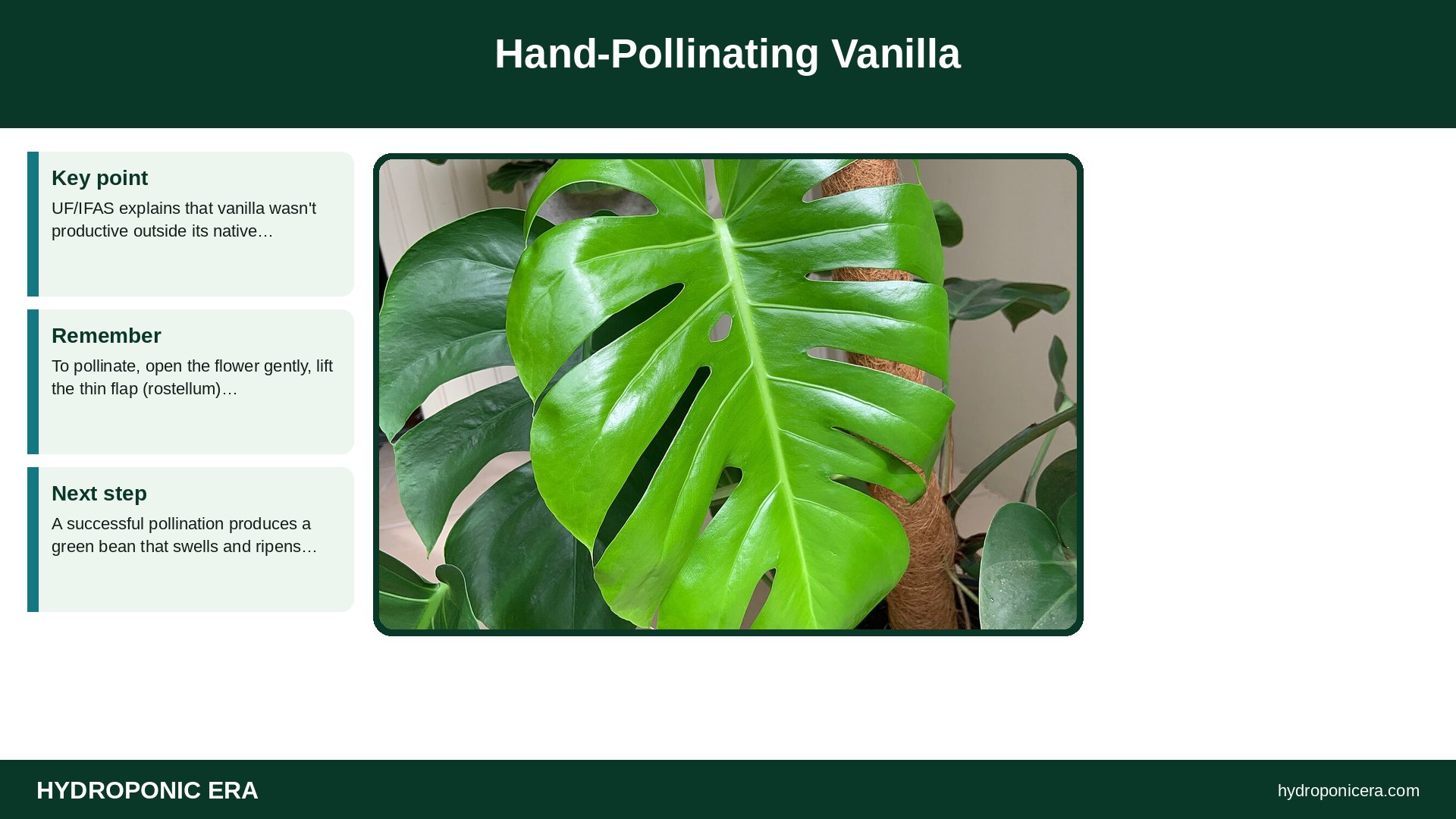 vanilla hydroponics — Hand-Pollinating Vanilla