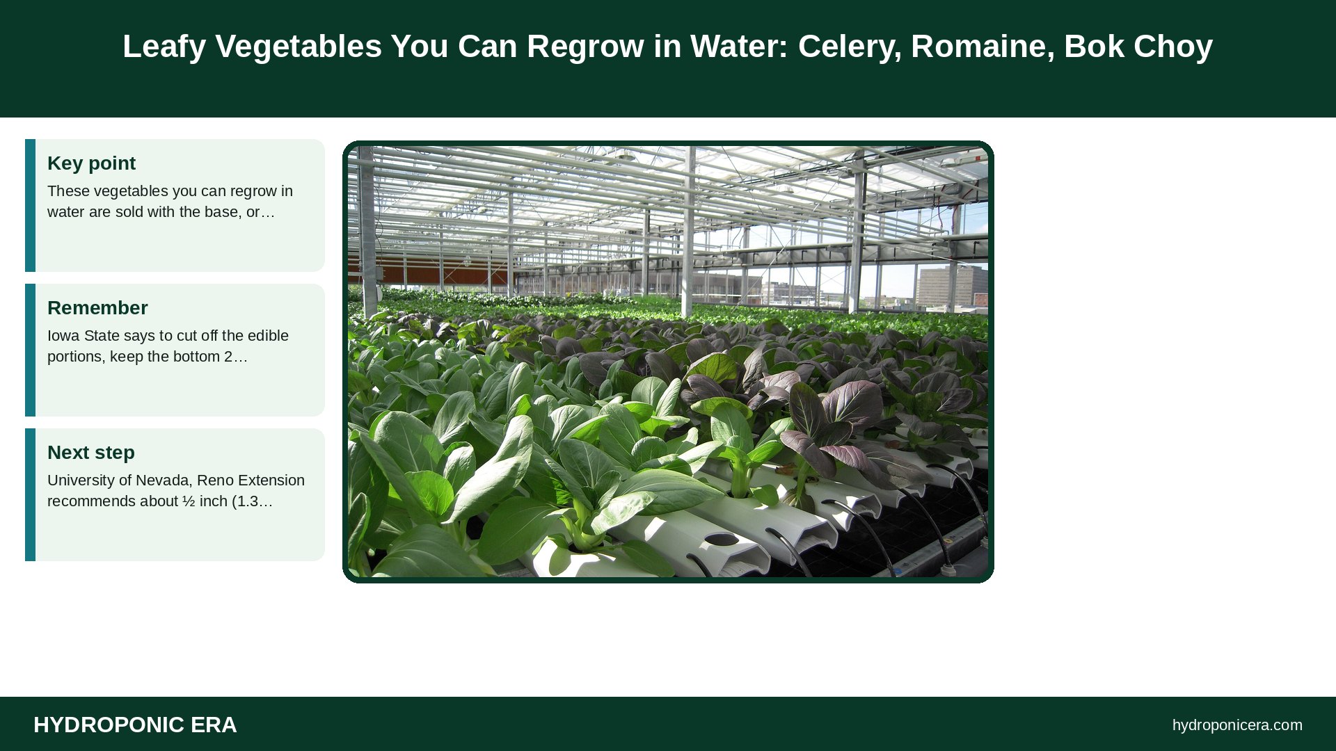vegetables you can regrow in water — Leafy Vegetables You Can Regrow in Water: Celery, Romaine, Bok Choy