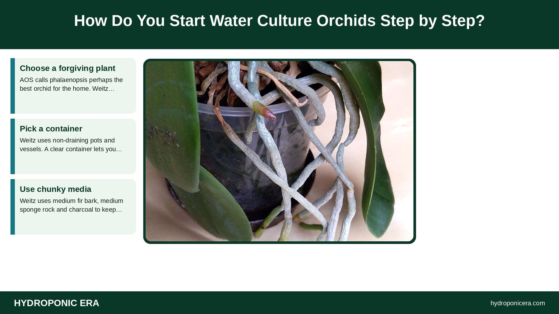 water culture orchids — How Do You Start Water Culture Orchids Step by Step?
