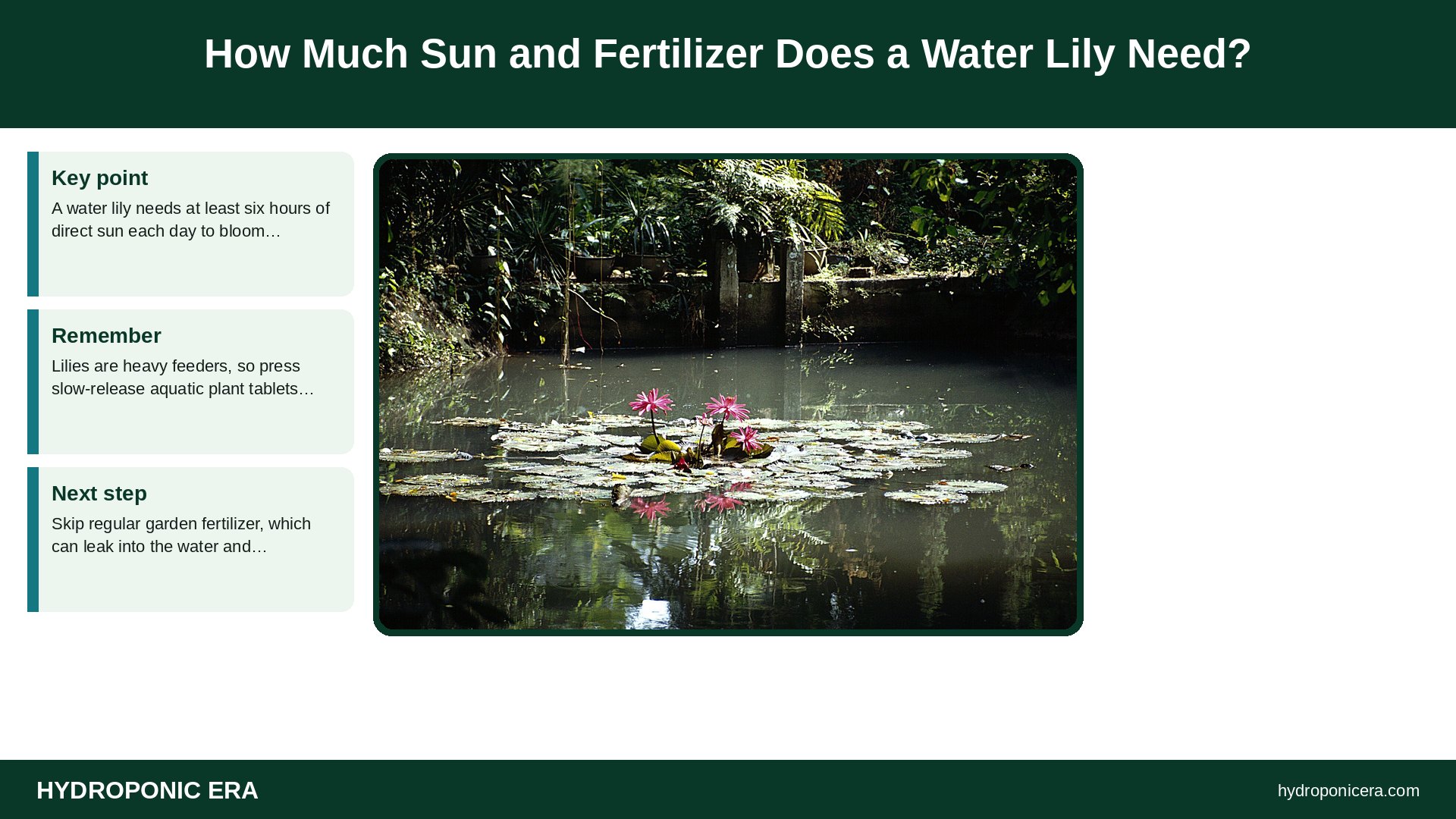 water lily — How Much Sun and Fertilizer Does a Water Lily Need?