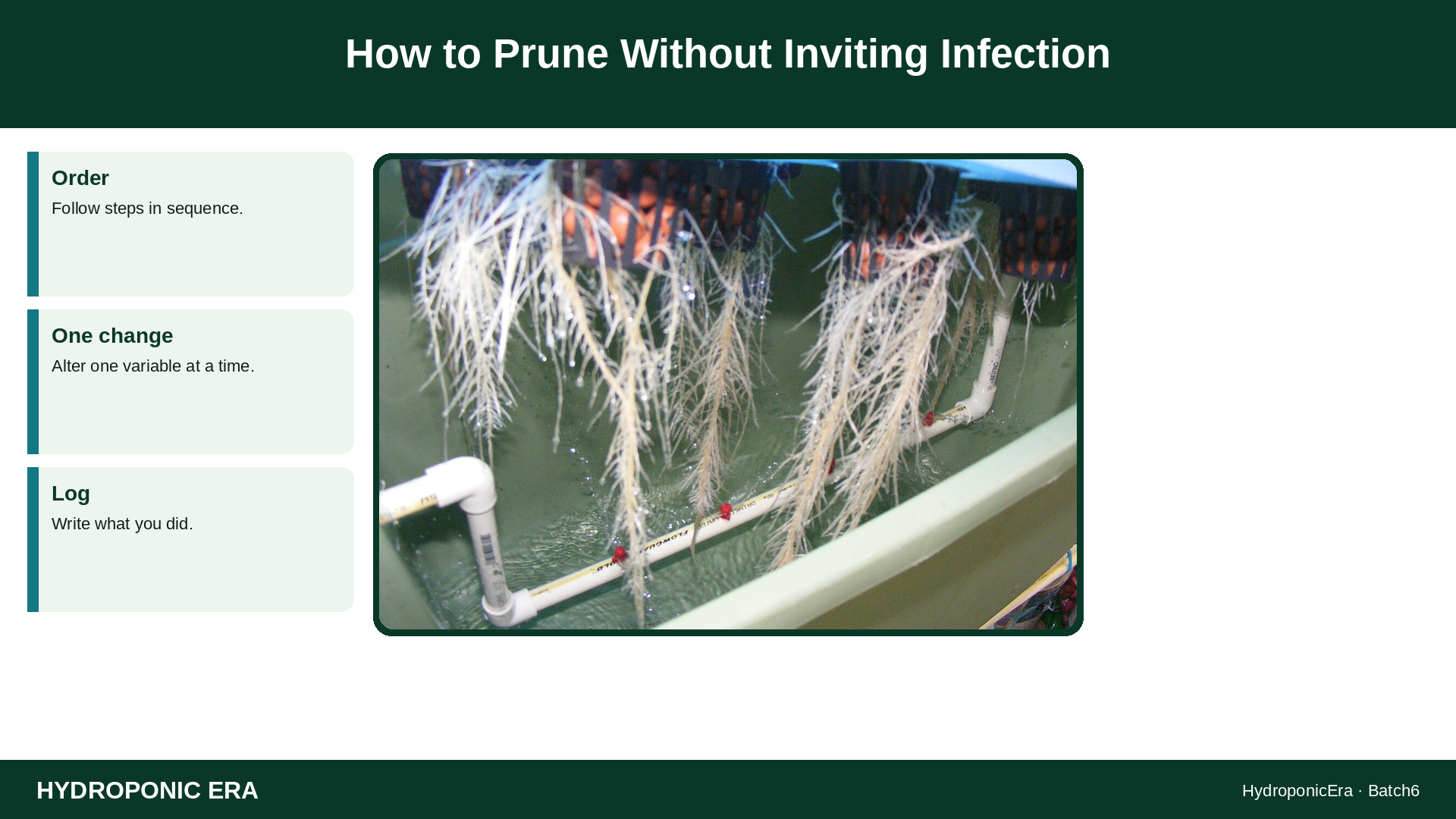 How to Prune Without Inviting Infection — HydroponicEra tip card graphic