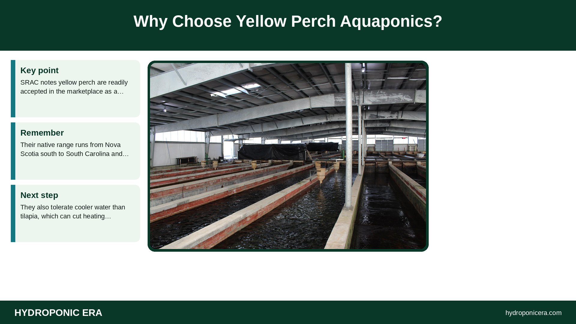 yellow perch aquaponics — Why Choose Yellow Perch Aquaponics?