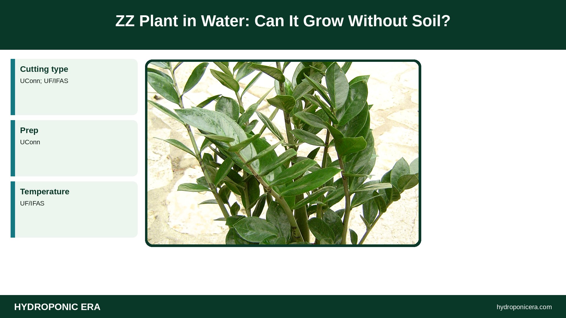 zz plant in water — ZZ Plant in Water: Can It Grow Without Soil?